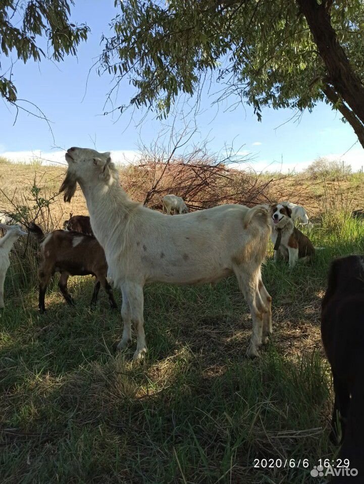 Нубийский козёл,козы,козлята купить на Зозу.ру - фотография № 4