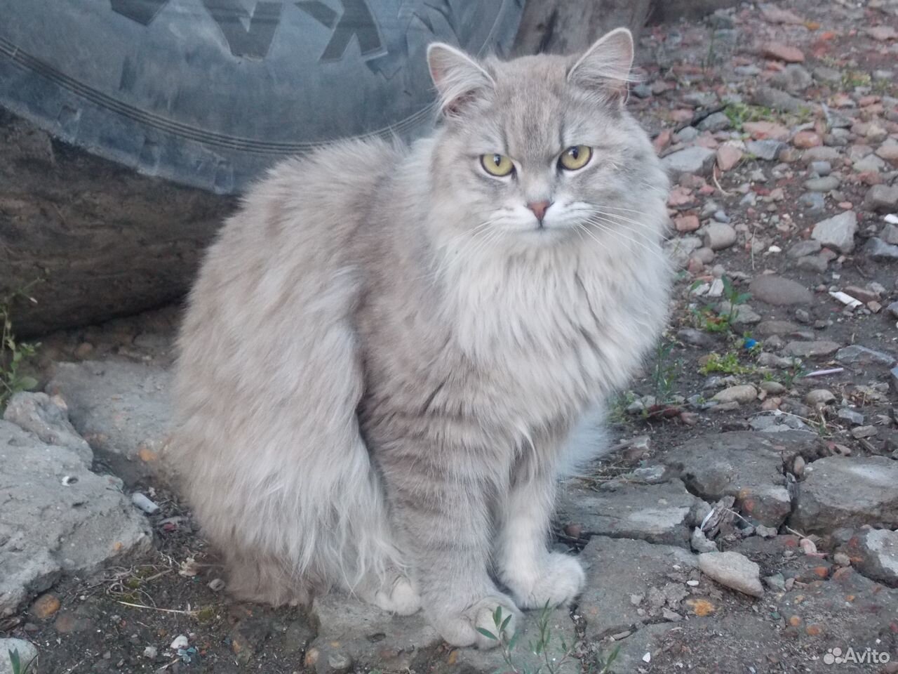 Котик сибирский купить на Зозу.ру - фотография № 6