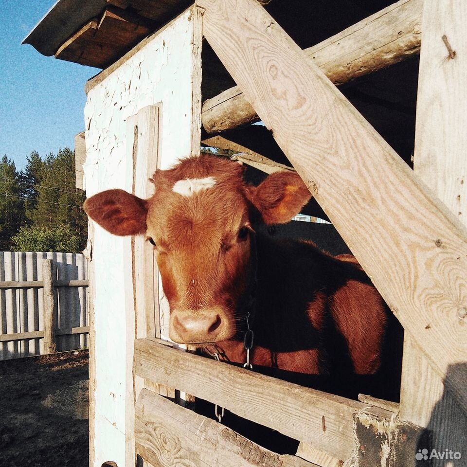 Тёлочка от хорошей коровы купить на Зозу.ру - фотография № 1