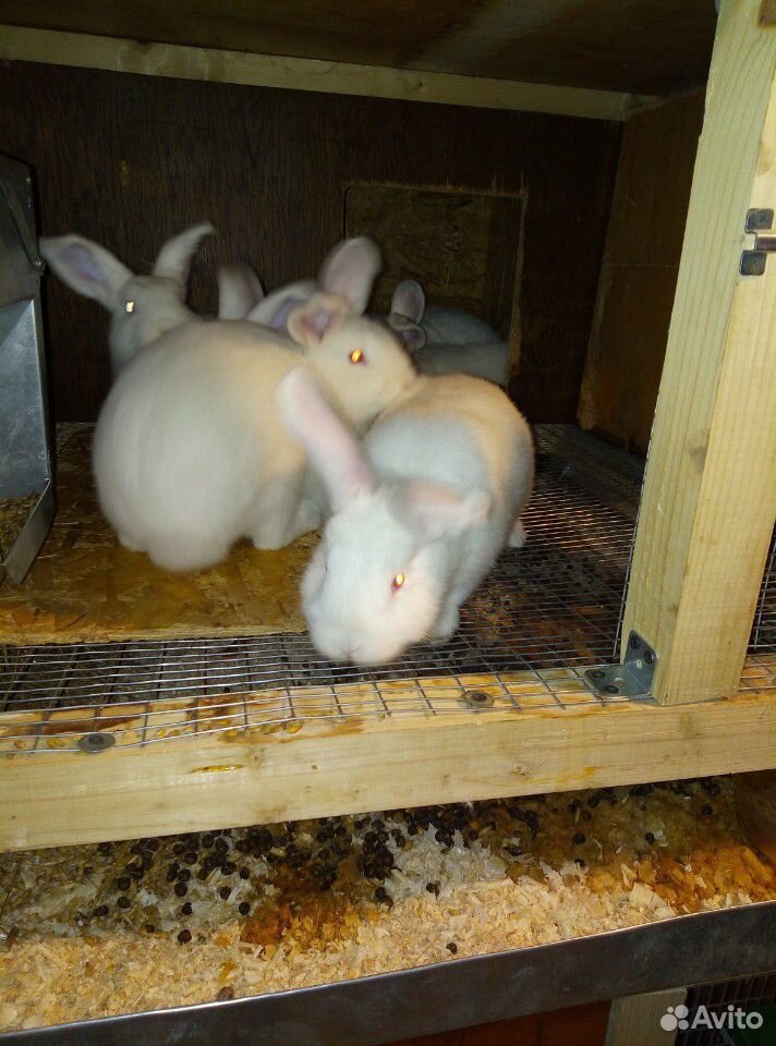 Крольчата Новозеландские белые купить на Зозу.ру - фотография № 3
