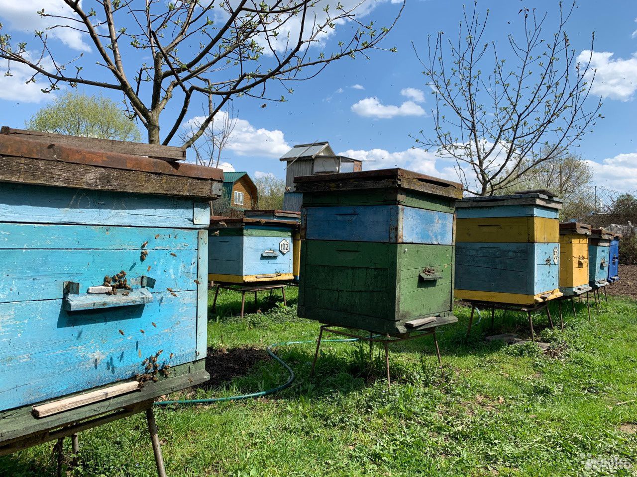 Продам пчелопакеты. Порода Бакфаст купить на Зозу.ру - фотография № 1
