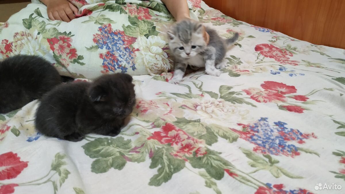 Кошки купить на Зозу.ру - фотография № 9
