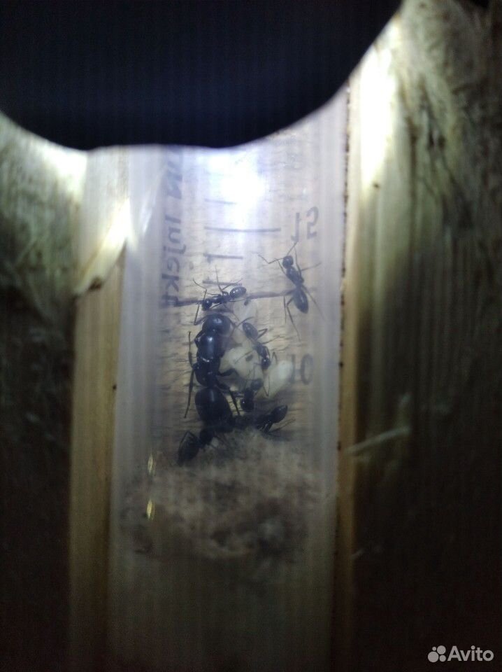 Матка муравья древоточца Camponotus Vagus купить на Зозу.ру - фотография № 1