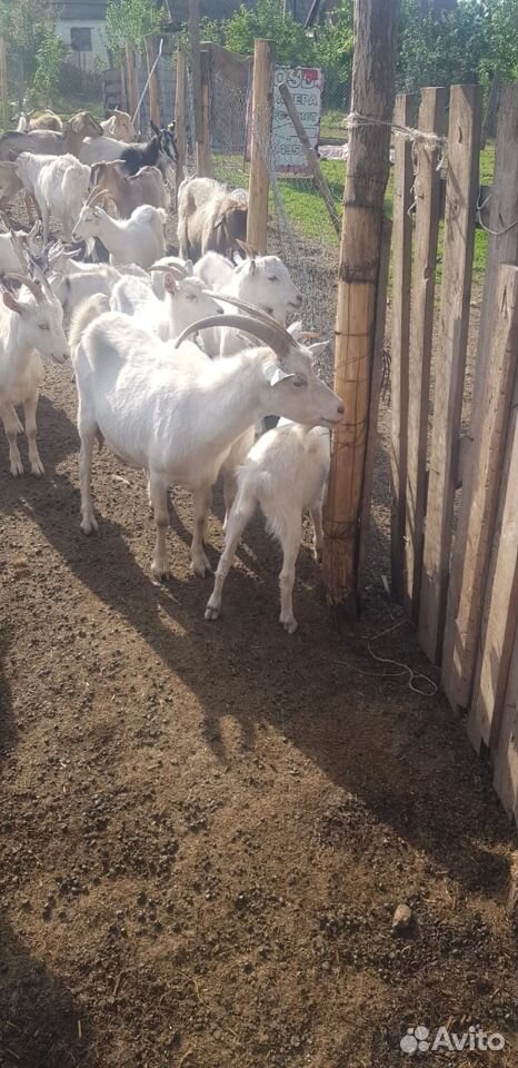 Козы 80нубийской породы. Есть козы разн возрастов купить на Зозу.ру - фотография № 4
