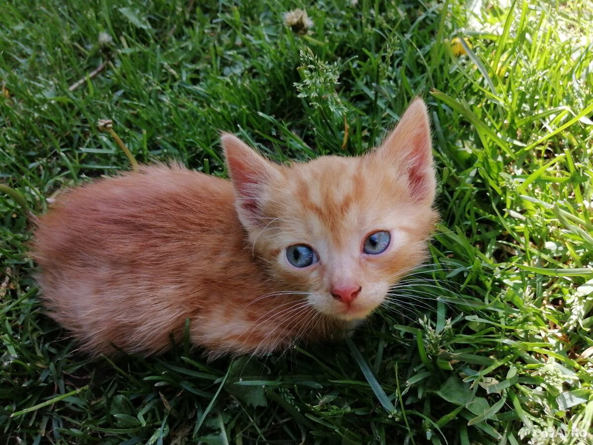 Котенок рыжий, очень красивый купить на Зозу.ру - фотография № 3