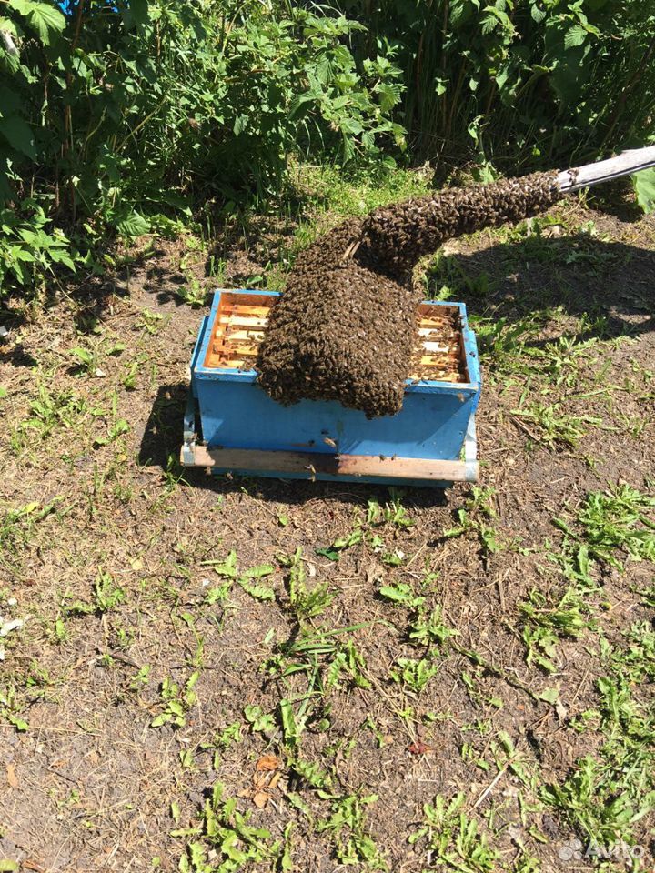 Пчёлы пчелосемьи рои купить на Зозу.ру - фотография № 5