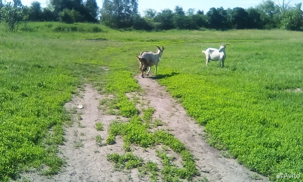 Продам две козачки породы нуйбийской и козла не до купить на Зозу.ру - фотография № 1