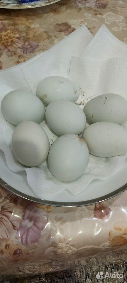 Яйца зелёные купить на Зозу.ру - фотография № 2