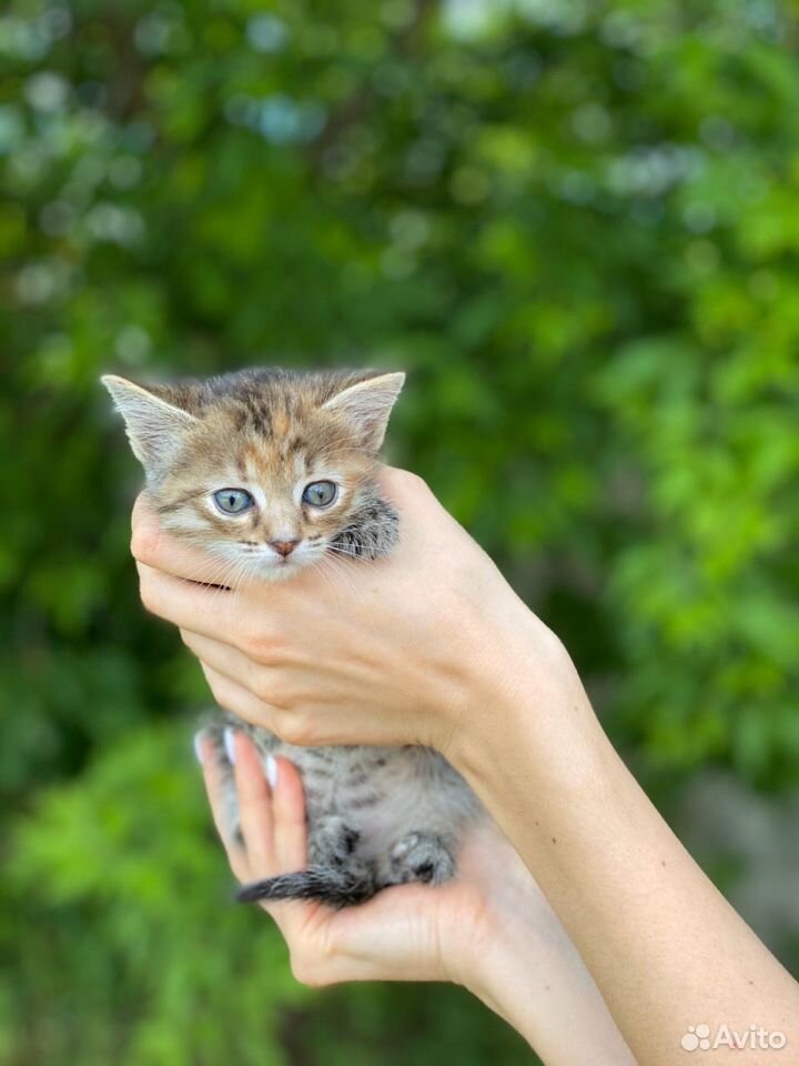 Котята в добрые руки купить на Зозу.ру - фотография № 3