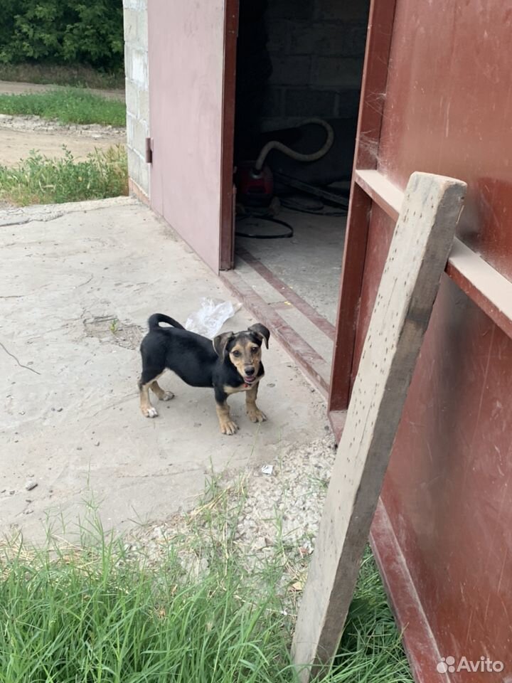 Собака щенок купить на Зозу.ру - фотография № 1