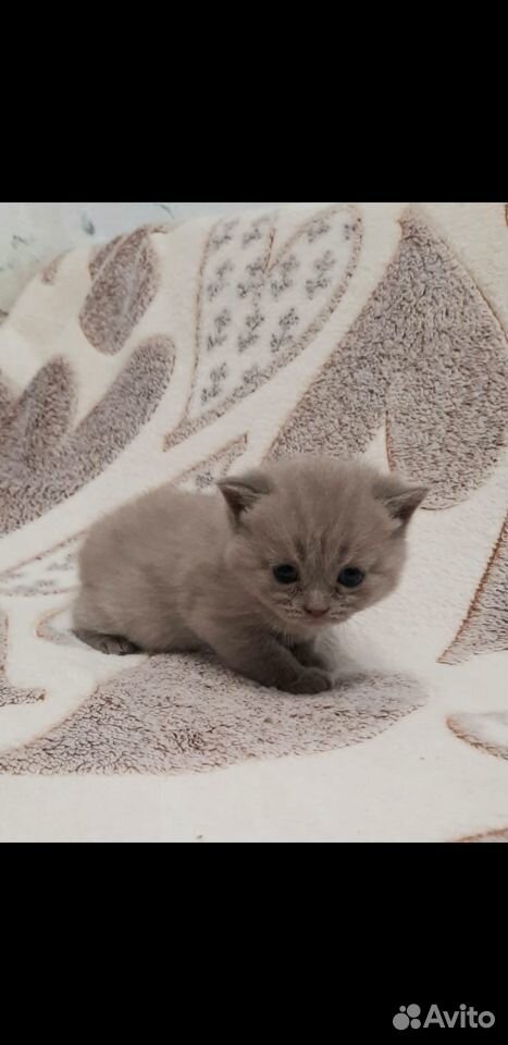 Продам шотландских вислоухих котят. Родились 21.05 купить на Зозу.ру - фотография № 5