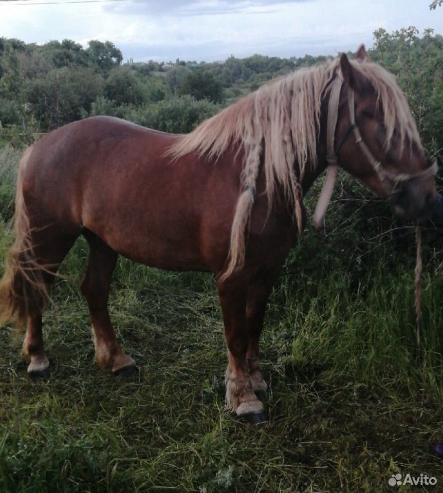 Лошадь кобыла 3 года купить на Зозу.ру - фотография № 3
