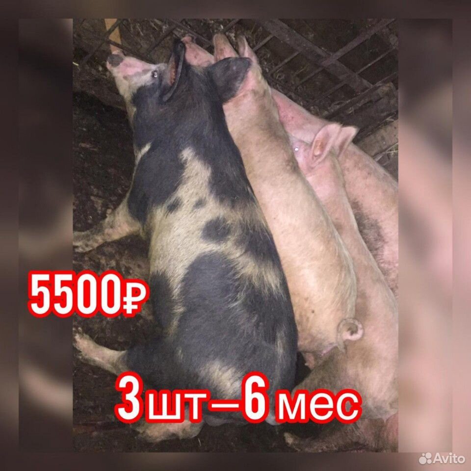 Свини купить на Зозу.ру - фотография № 6