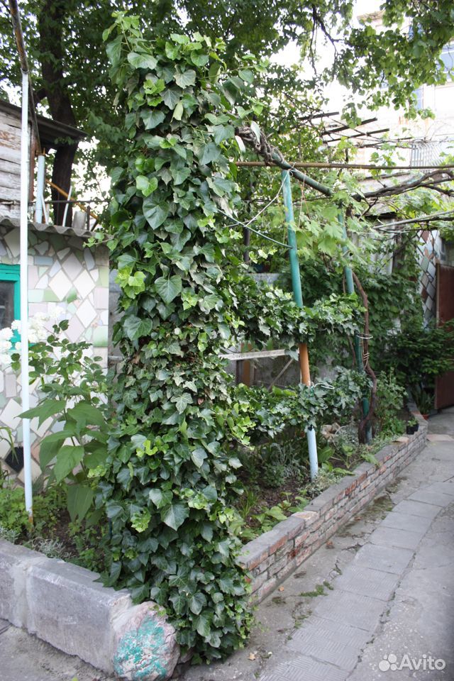 Плющ садовый- вечнозеленый, морозостойкий купить на Зозу.ру - фотография № 2