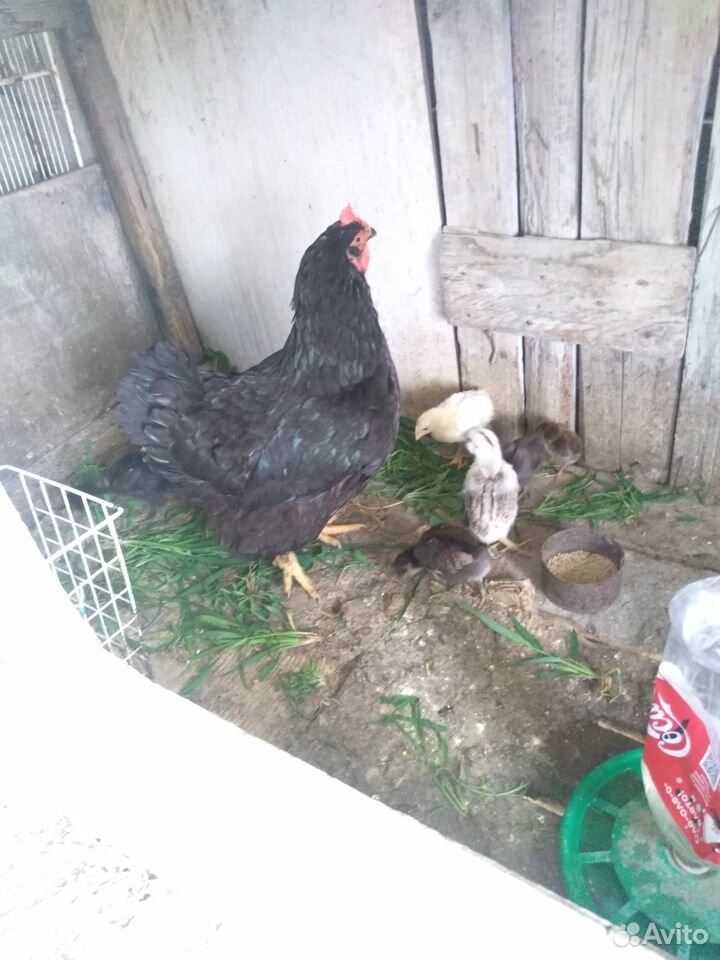 Домашние куры,с цыплятами купить на Зозу.ру - фотография № 2