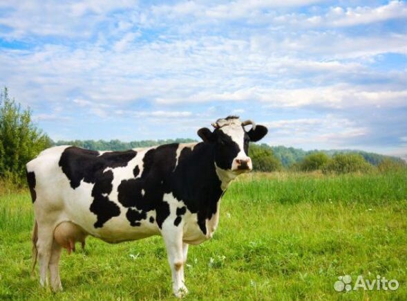 Продам коров оптом в розницу купить на Зозу.ру - фотография № 1