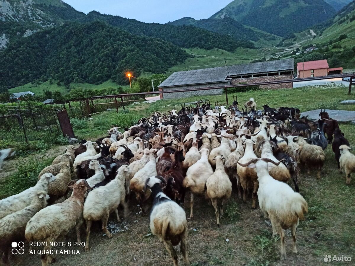 Овцы и козы в круг купить на Зозу.ру - фотография № 6