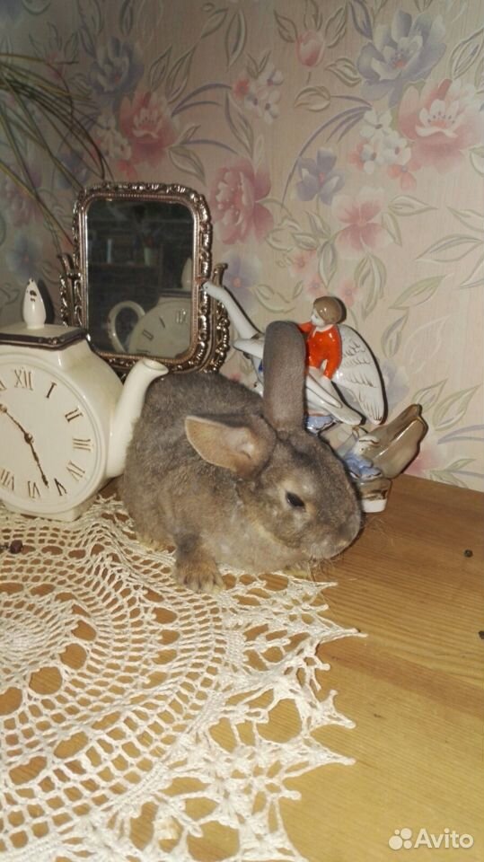 Крольчата для "уюта" в Сыктывкаре купить на Зозу.ру - фотография № 6
