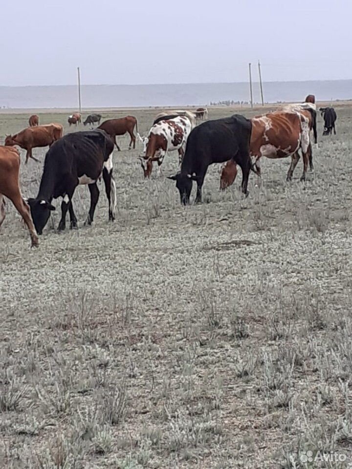 Коровы, бычки купить на Зозу.ру - фотография № 5