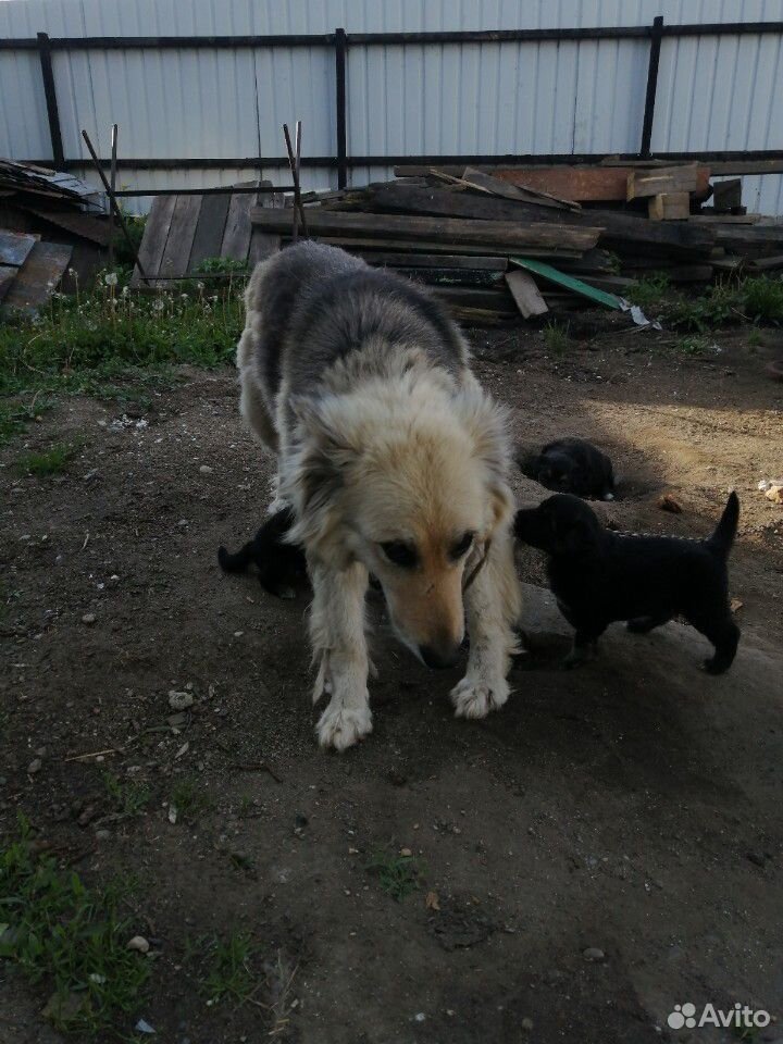 Отдам щенят от крупных собак купить на Зозу.ру - фотография № 2