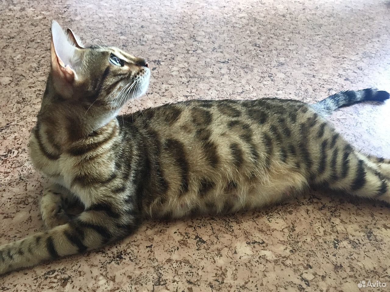 Бенгальские котята Домашний леопард купить на Зозу.ру - фотография № 5