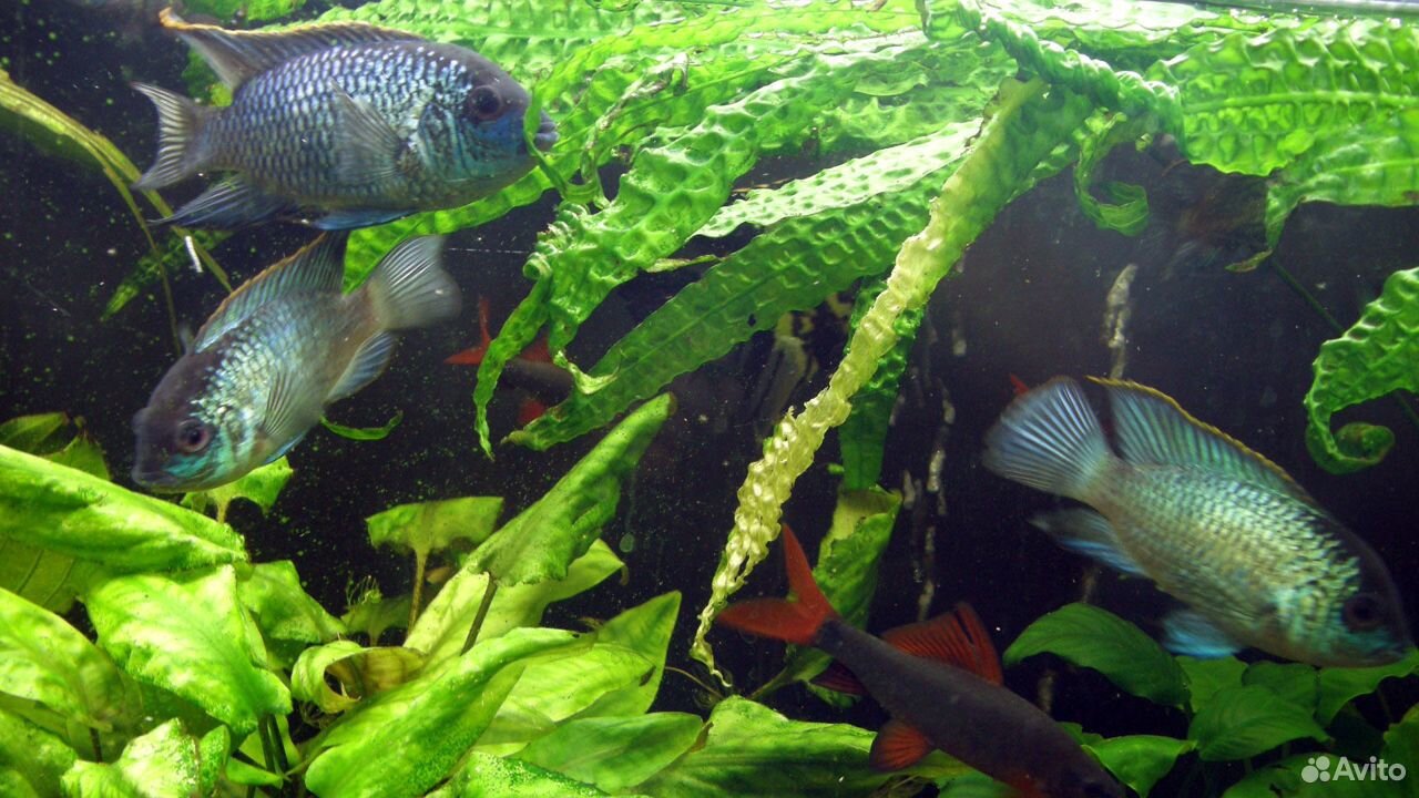 Рыбки аквариумные купить на Зозу.ру - фотография № 3