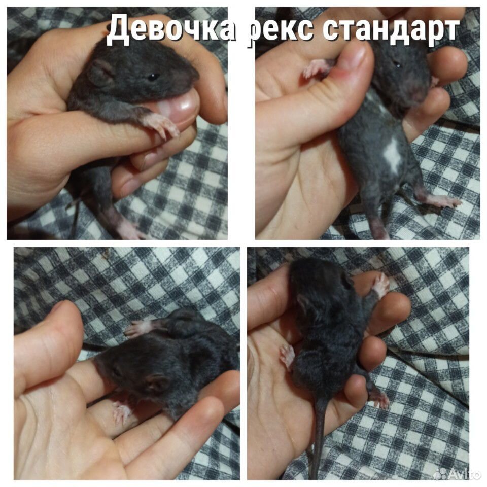 Крысята ищут дом купить на Зозу.ру - фотография № 5