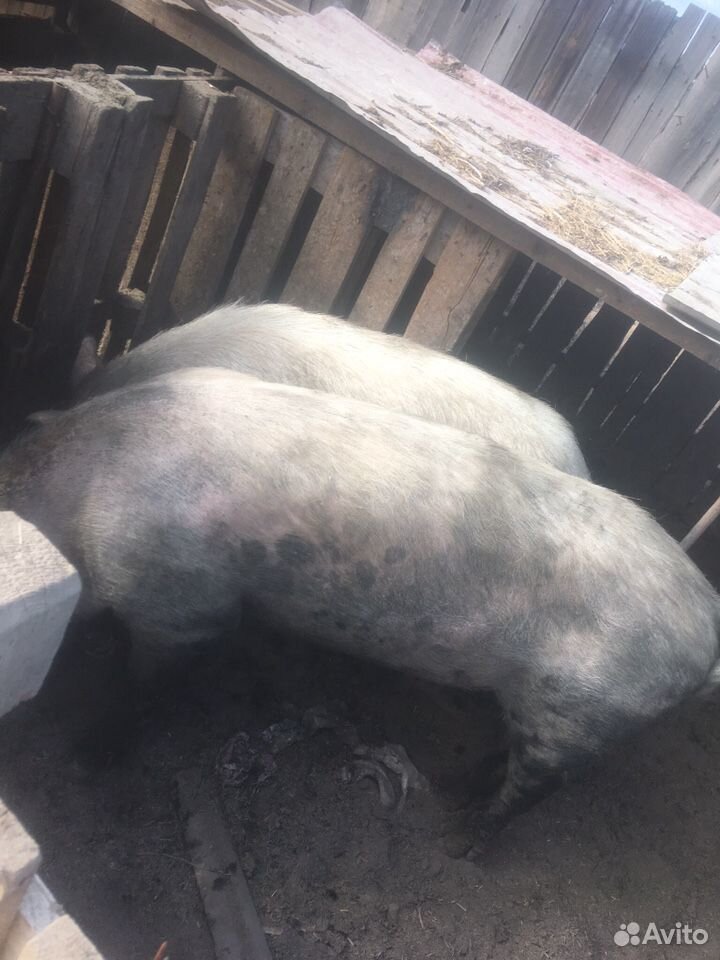 Продаю свиней купить на Зозу.ру - фотография № 1
