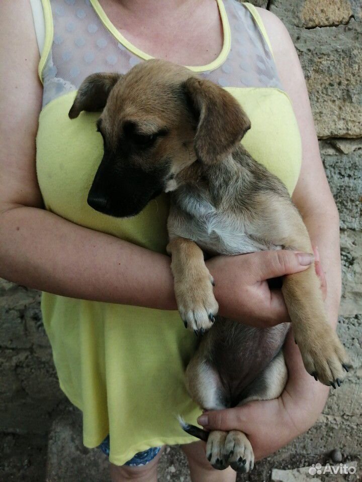 Собачки в хорошие руки купить на Зозу.ру - фотография № 4