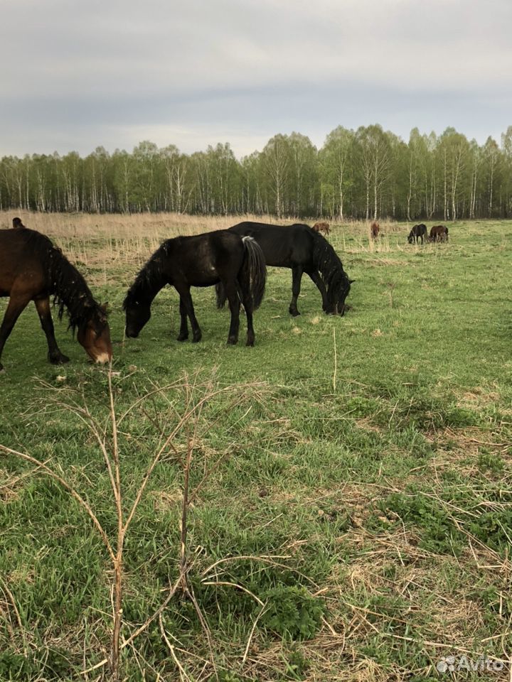 Табун лошадей купить на Зозу.ру - фотография № 5