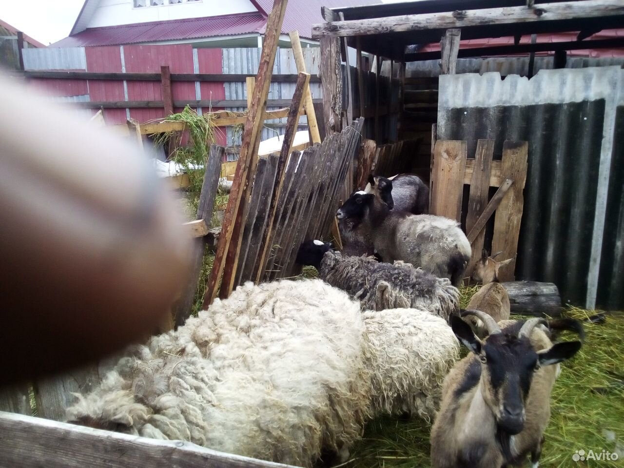 Две овцы и баран купить на Зозу.ру - фотография № 1