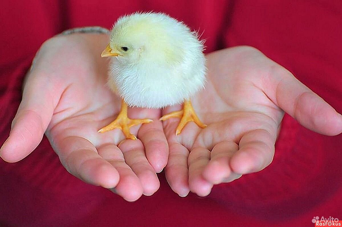 Суточные,Цыплята из домашних яичек купить на Зозу.ру - фотография № 1
