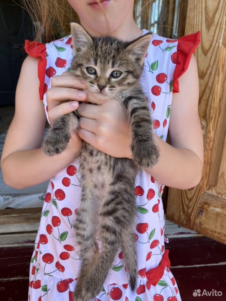 Котёнок в добрые руки купить на Зозу.ру - фотография № 3