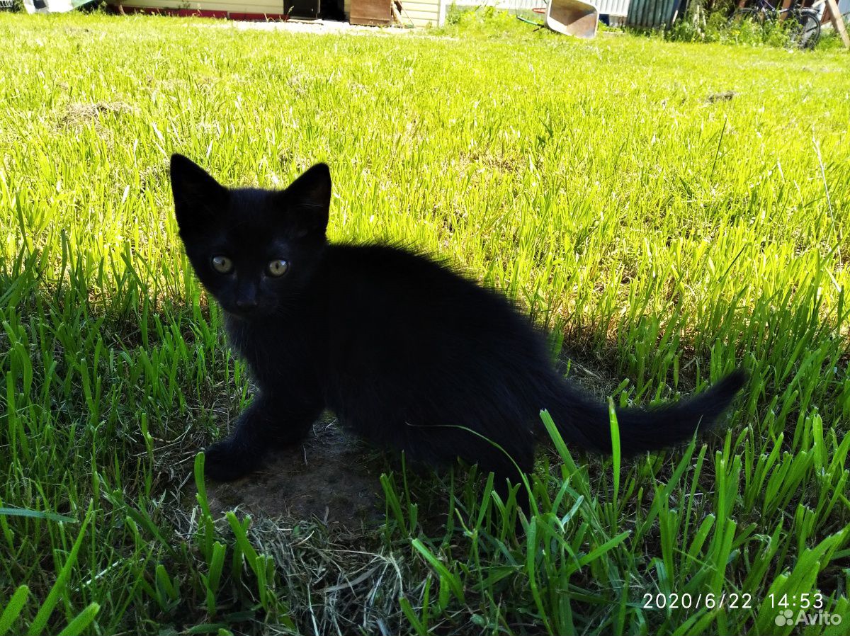 Два чёрных котёнка купить на Зозу.ру - фотография № 1