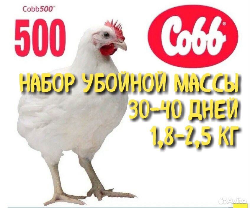 Бройлер кобб 500 купить на Зозу.ру - фотография № 1