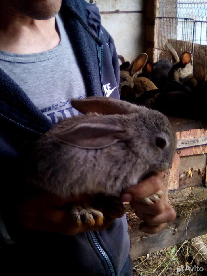 Кролики.фландеры купить на Зозу.ру - фотография № 1