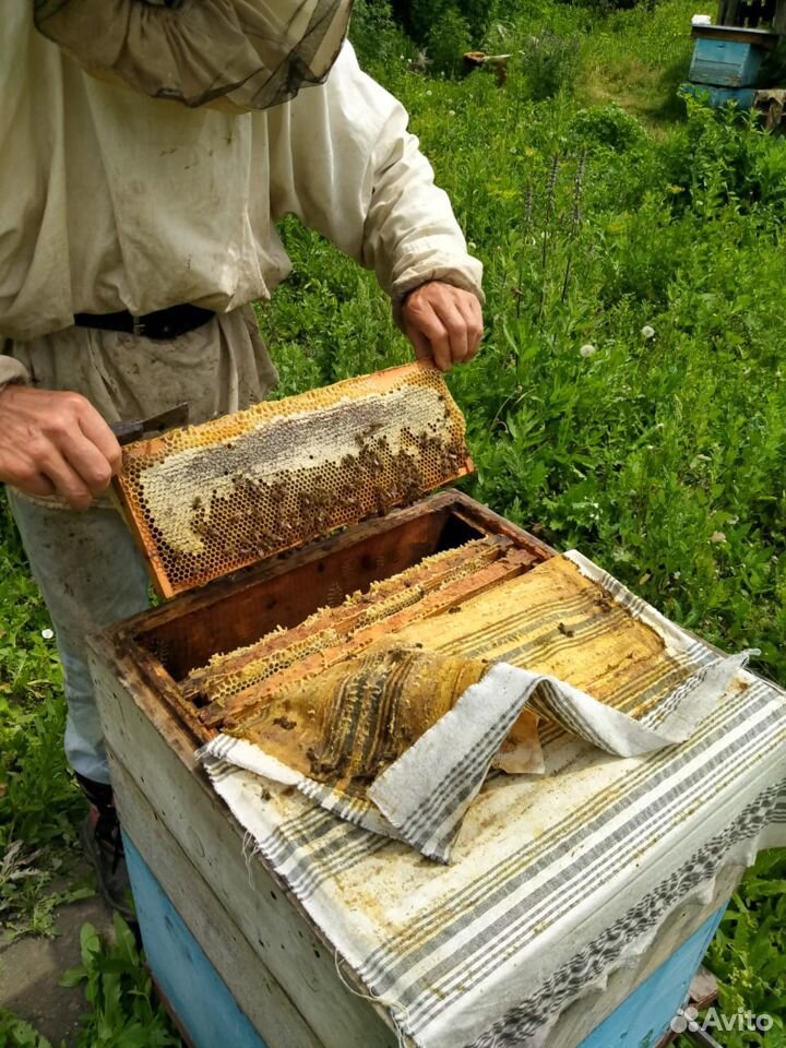 Алтайский мед от пчеловода(опт,розница) купить на Зозу.ру - фотография № 3