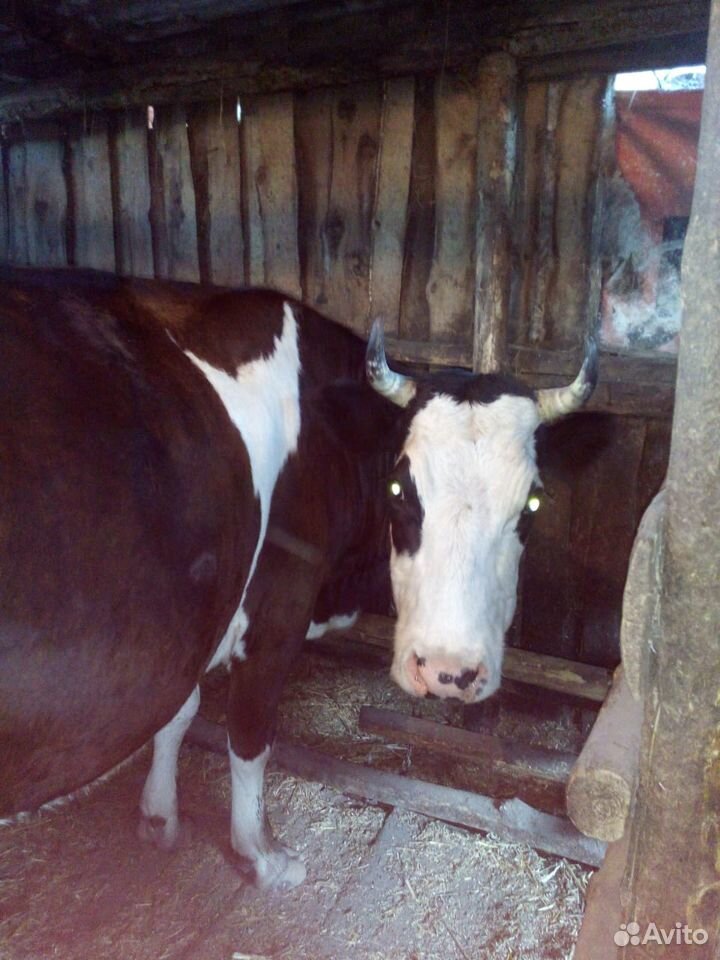 Корова,лошадь купить на Зозу.ру - фотография № 3