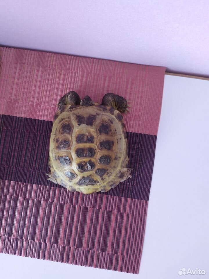 Сухопутная черепаха купить на Зозу.ру - фотография № 2