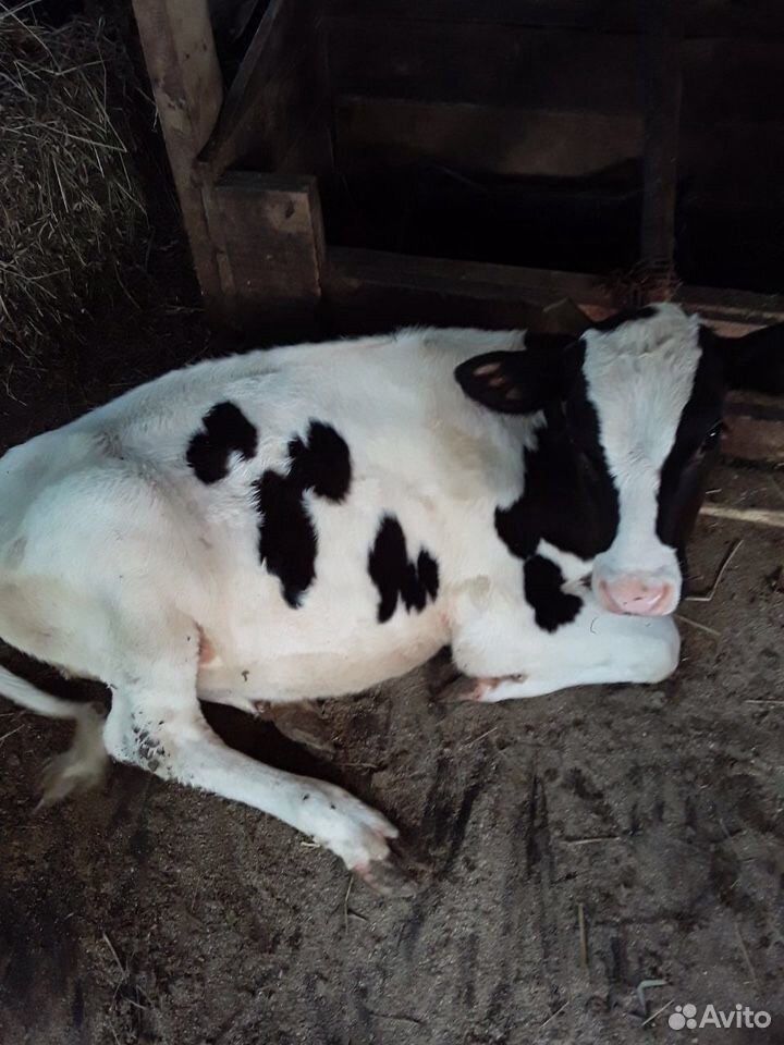 Корова с телёнком купить на Зозу.ру - фотография № 7