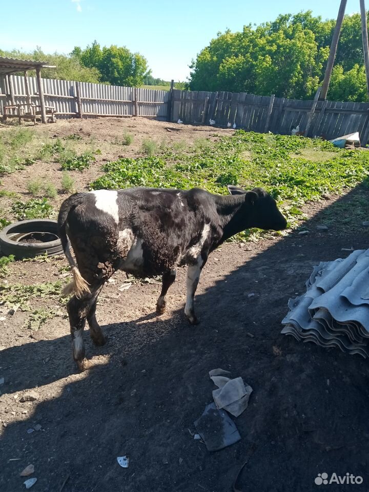 Продам тёлочку 4,5 месяца от дойной коровы купить на Зозу.ру - фотография № 1