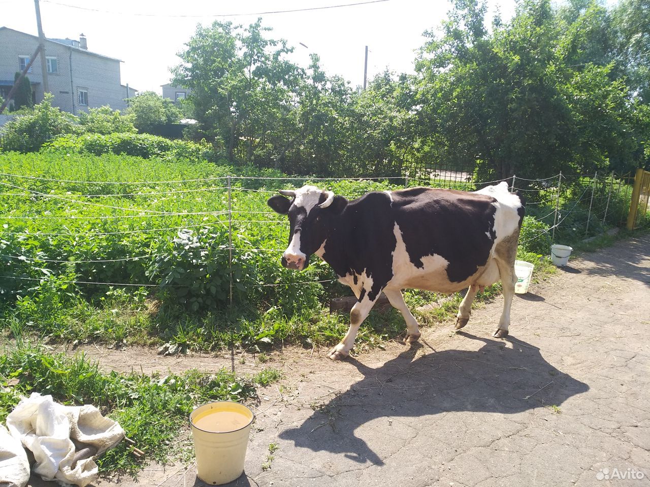 Корова, телёнок купить на Зозу.ру - фотография № 5