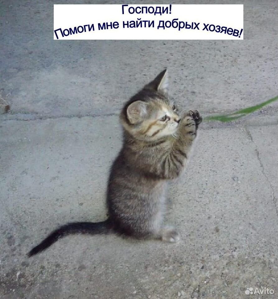 Котёнок 2 месяца (кошечка) в добрые руки купить на Зозу.ру - фотография № 1