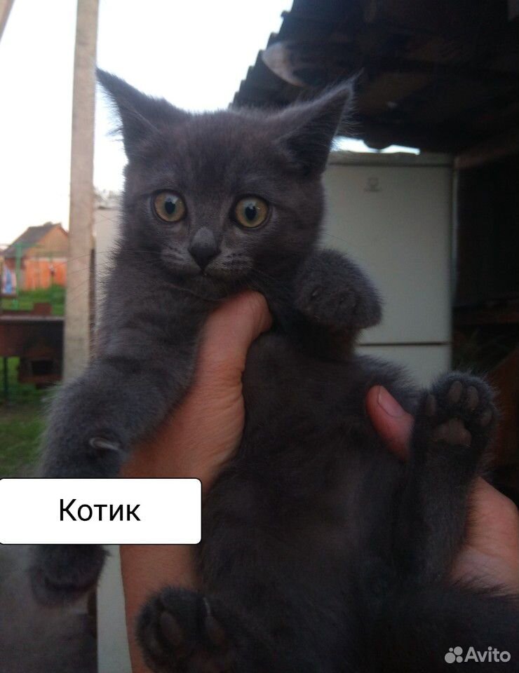 Котики в добрые руки купить на Зозу.ру - фотография № 2