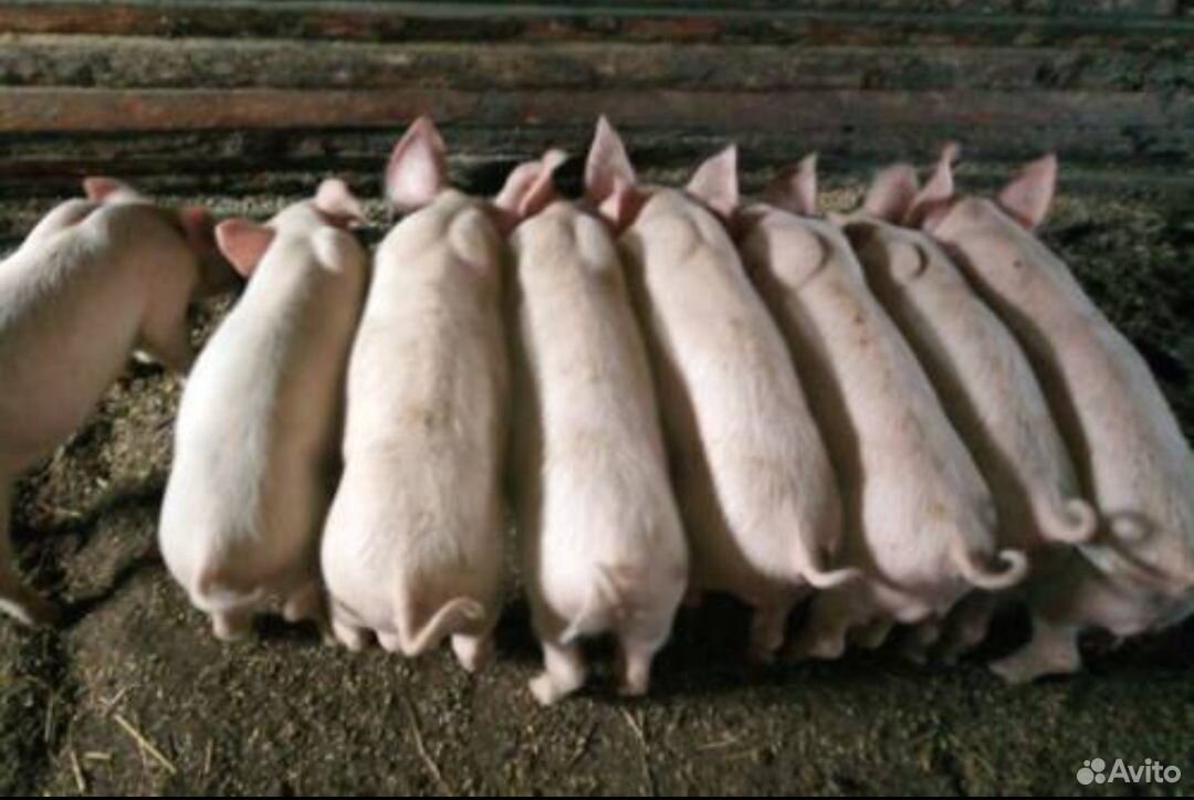 Авито животные поросята купить. Фото поросят домашних. Свинья авито. Авито животные свинья. Продажа домашних животных на авито.
