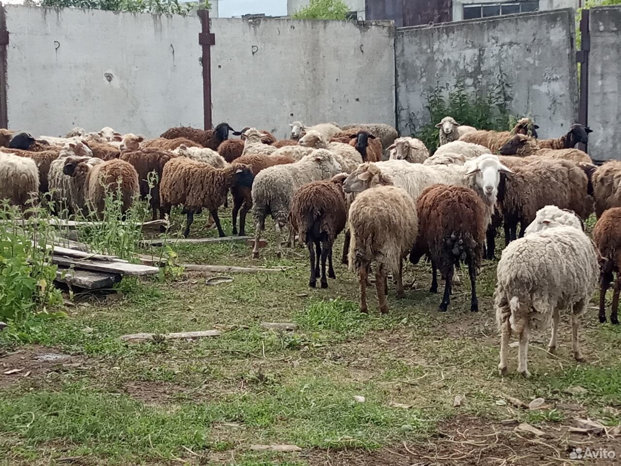 Овцы Бараны купить на Зозу.ру - фотография № 3