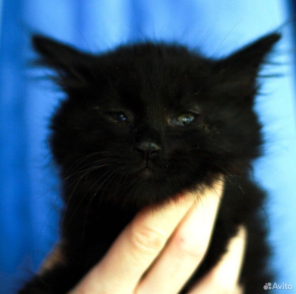Черные котята, мальчики, 2 месяца купить на Зозу.ру - фотография № 1