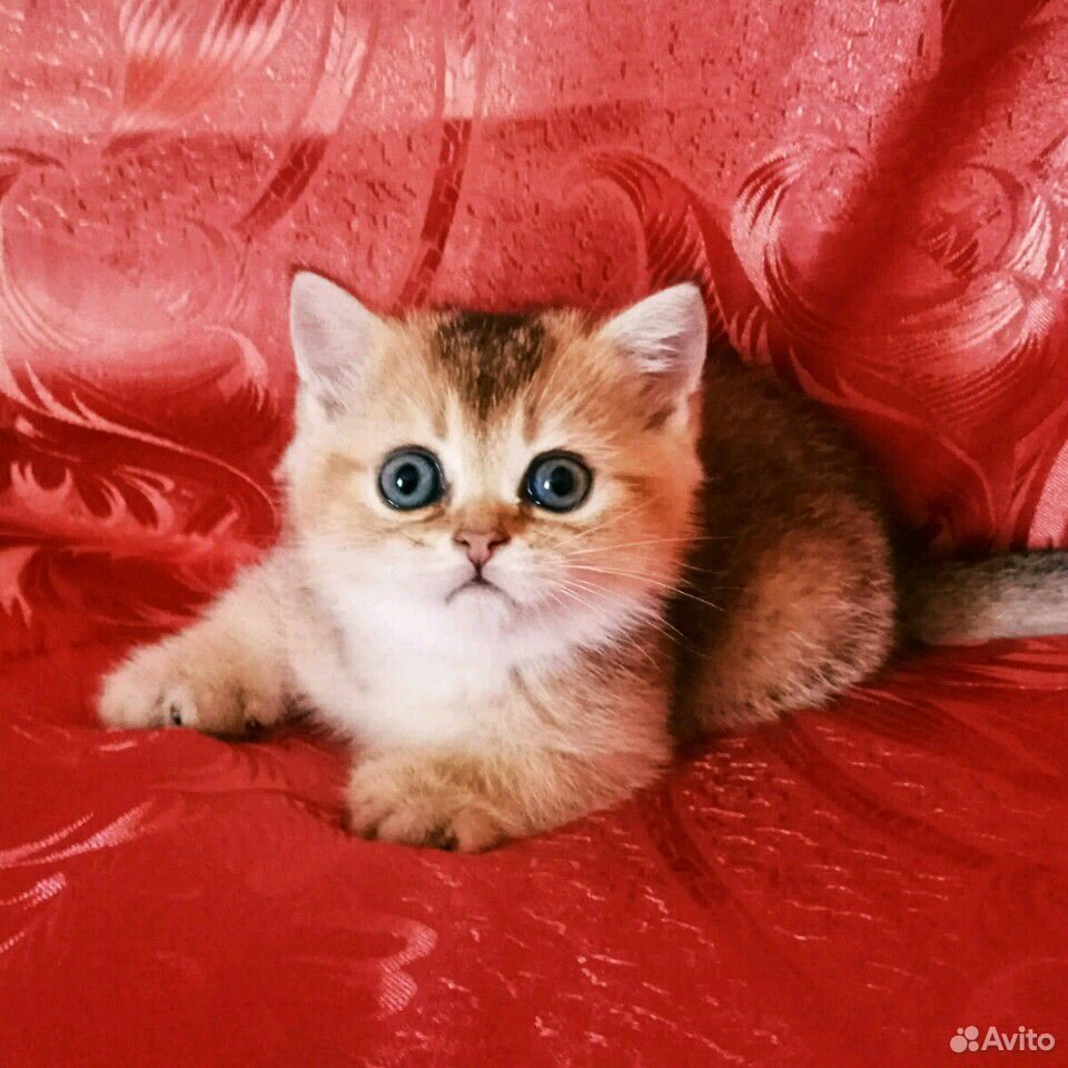Зодотые котята купить на Зозу.ру - фотография № 1