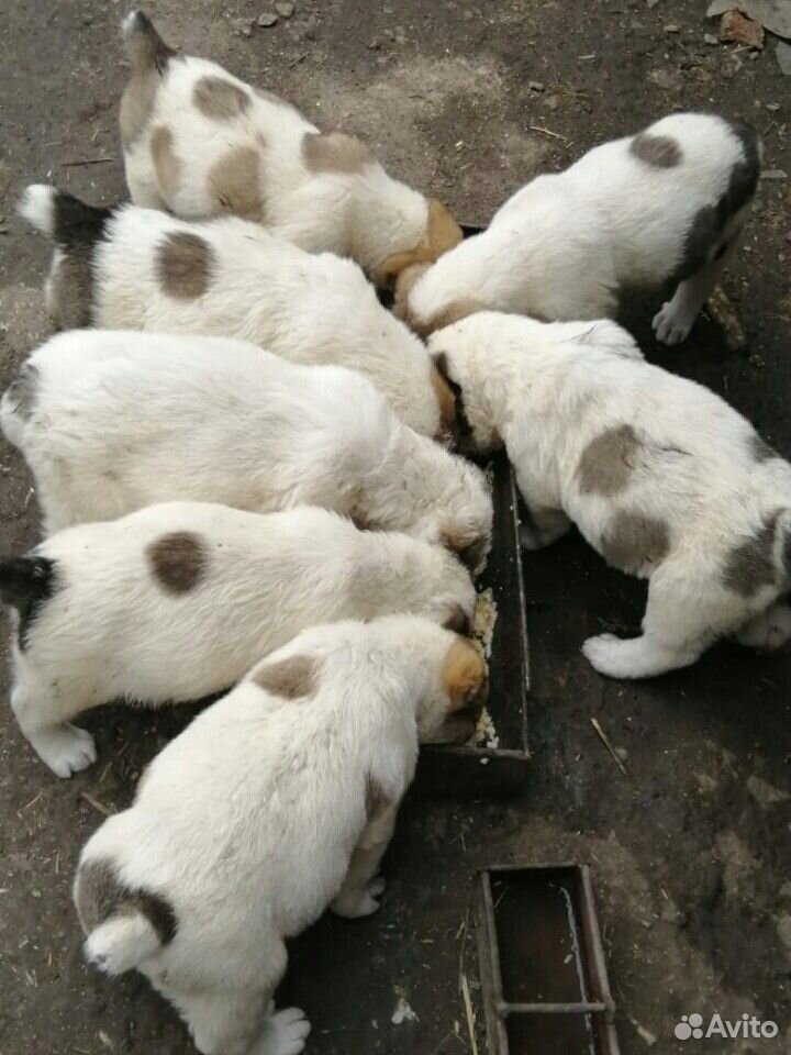 Кавказские щенки купить на Зозу.ру - фотография № 3