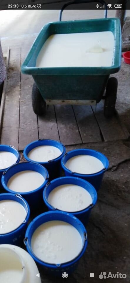 Нетоварное молоко для выпойки скота купить на Зозу.ру - фотография № 1